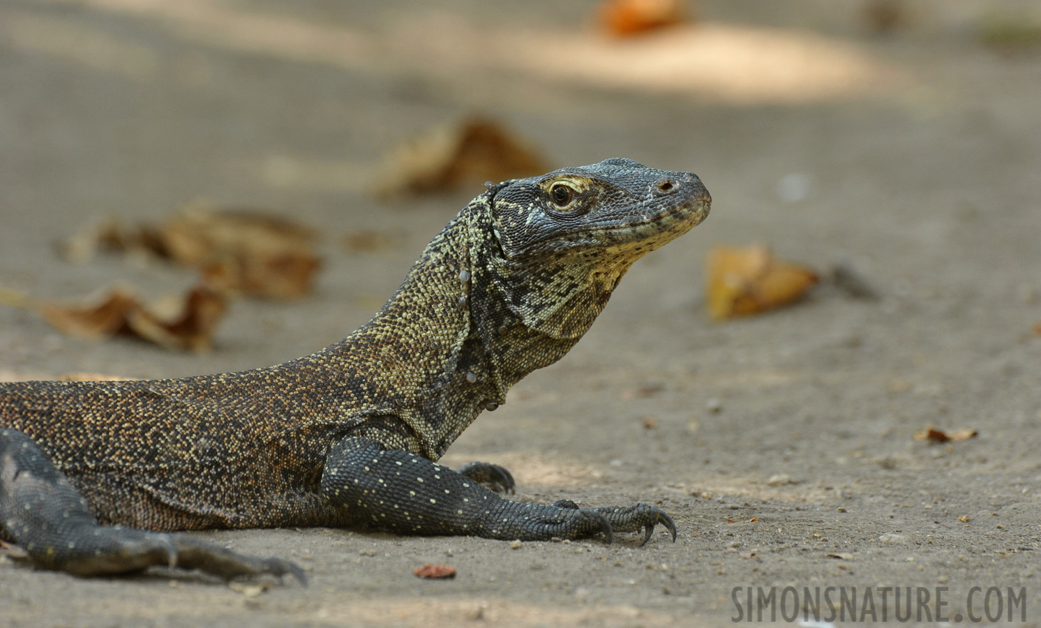 Varanus komodoensis [550 mm, 1/125 Sek. bei f / 9.0, ISO 1600]